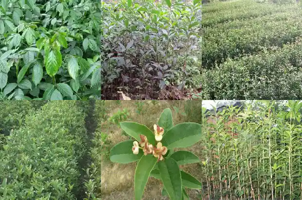 桂花树中间锯断1682731224290