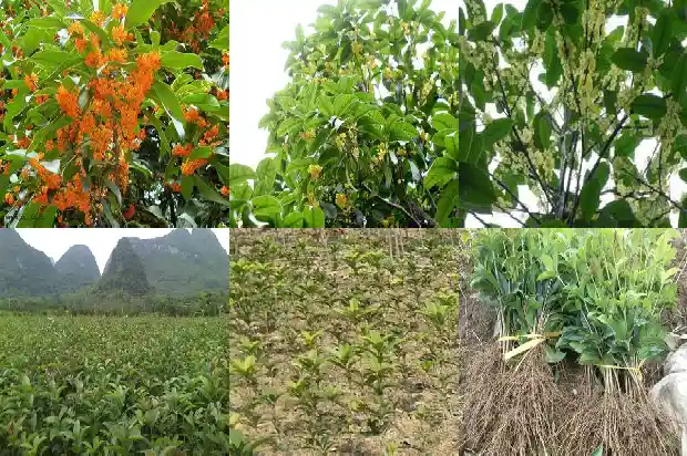 桂花树中间锯断1682731224338