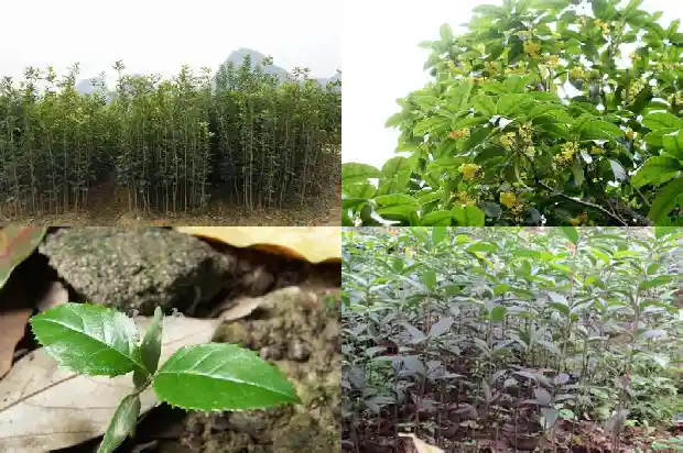 桂花树把头锯了能活吗?1682731271255