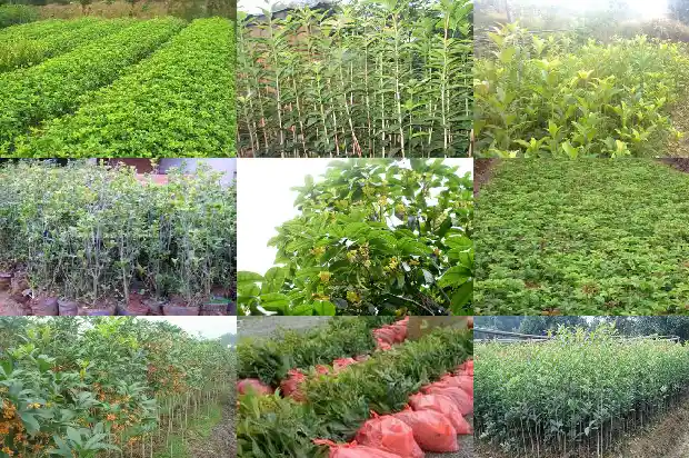 桂花树的修理1682731319222
