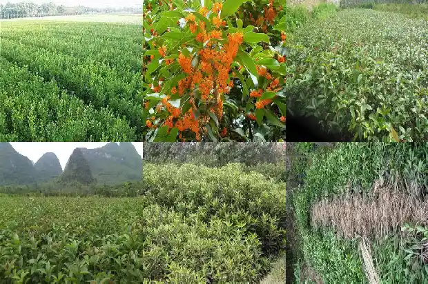桂花树的修理1682731319270