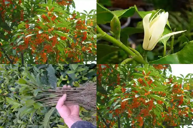 电动桂花修剪机1682731364752
