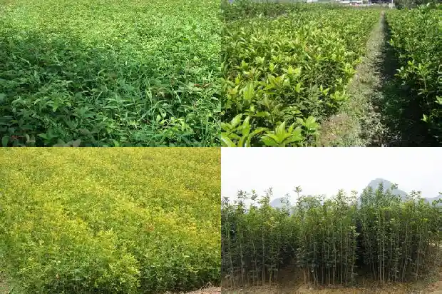 桂花树修剪机器价格1682731413954