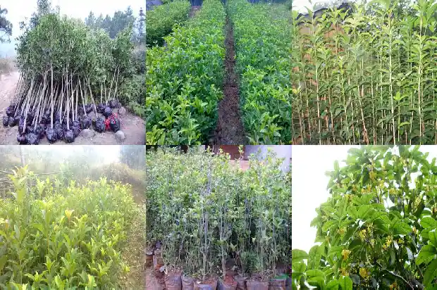 桂花树修剪机器价格1682731414002