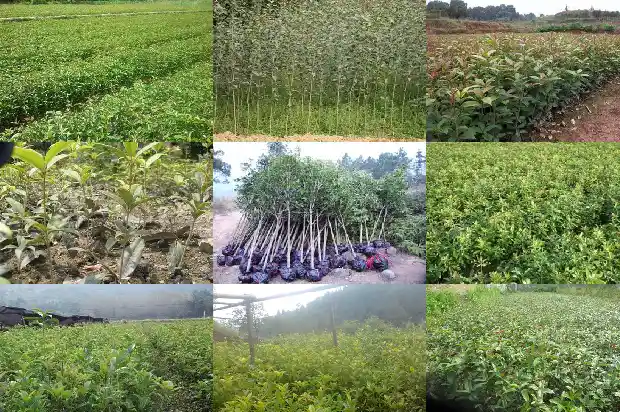 桂花树种子的种植方法1682731460408