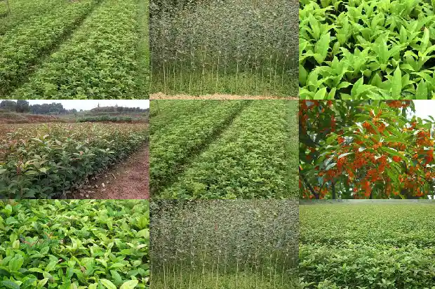桂花树种子的种植方法1682731460455
