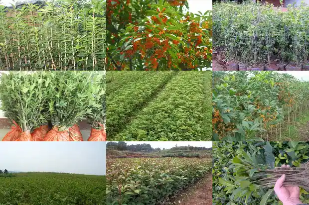 桂花种子可以种出来吗1688608037439