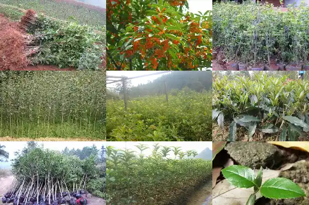江西桂花树批发市场在哪1682731554582