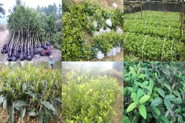 80年的桂花树值多少钱一棵呀1682731597394