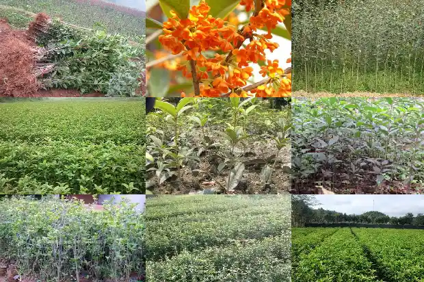 桂花大树苗价格表1689726353877
