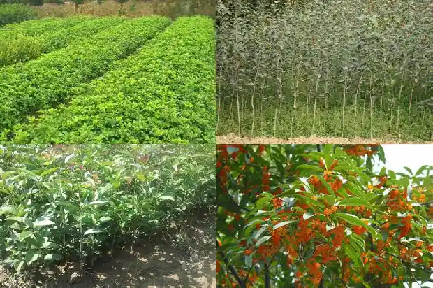 新乡桂花树苗种植基地1682731670700