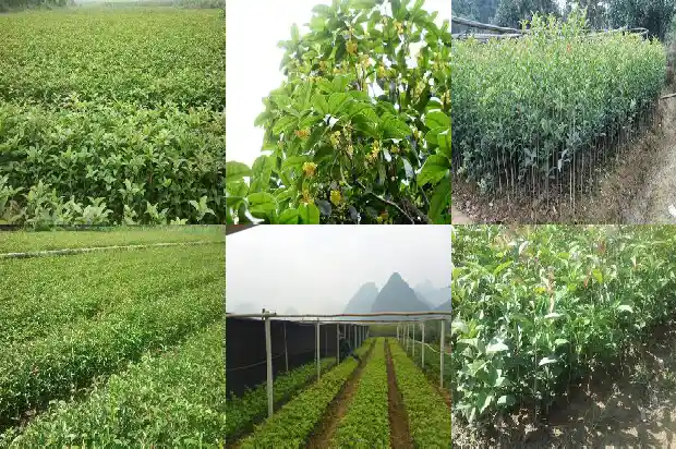 新乡桂花树苗种植基地1682731670748
