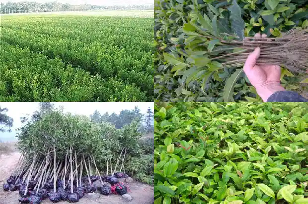 新乡桂花树苗种植基地1682731670796