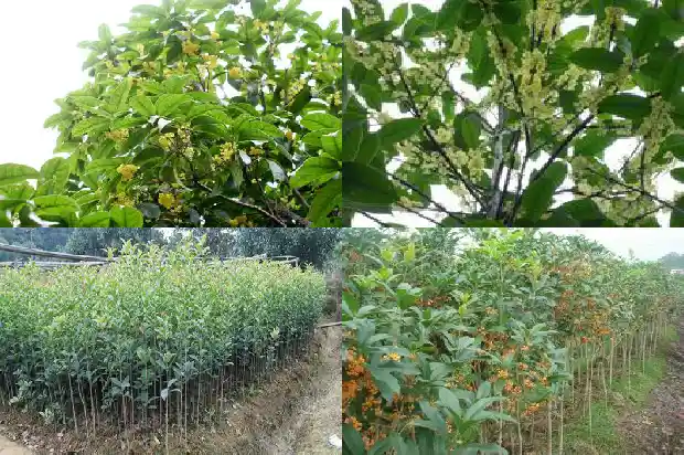新乡桂花树苗种植基地1682731670844