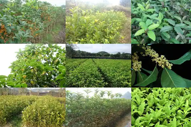 河南新乡可以种桂花树吗1682731706846