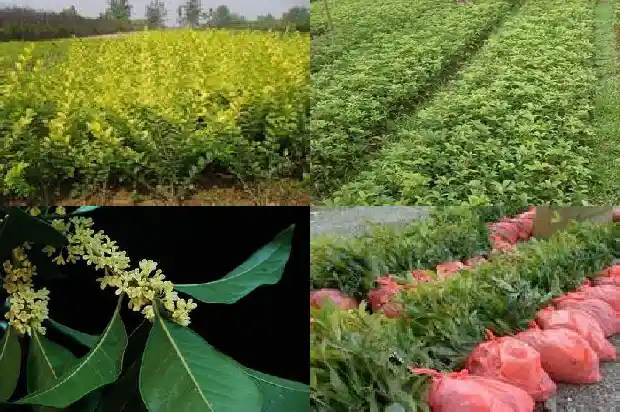 河南新乡可以种桂花树吗1682731706894