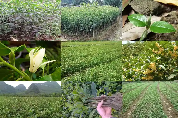 桂花树的繁殖技术与管理1688861987521