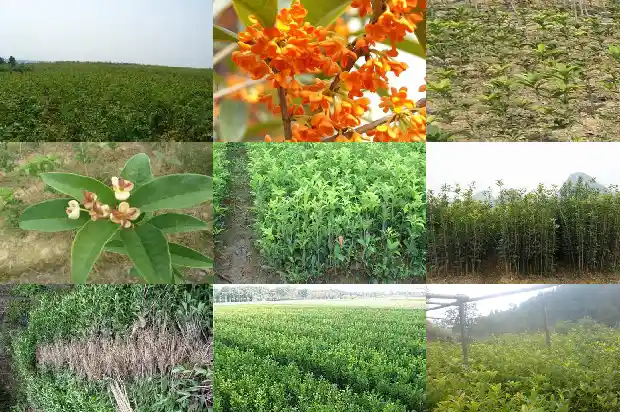 桂花可以用黄酒泡吗1689380849956