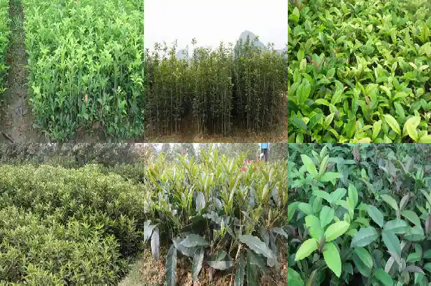 潢川桂花树苗基地直销电话地址1682731884038