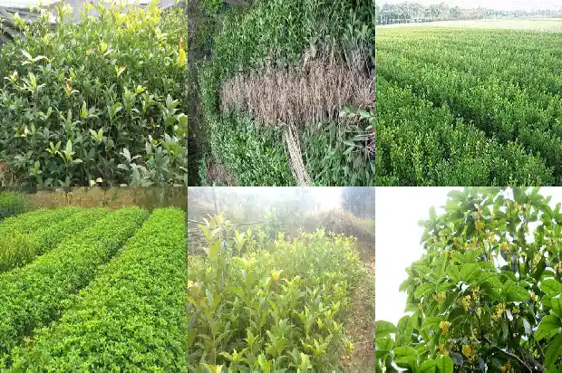陈皮桂花茶的功效1689208203429