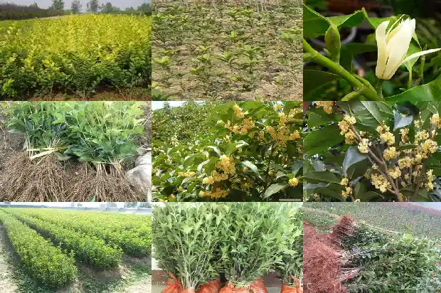 山东种植桂花树1690245077883