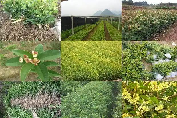 潢川桂花树苗基地在哪里呀1682731925422