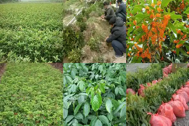 河南桂花树苗价格表最新1682732042681