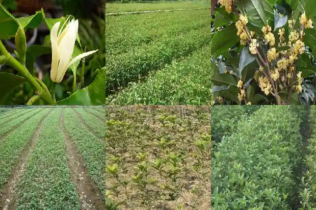 河南桂花树苗价格表最新1682732042729