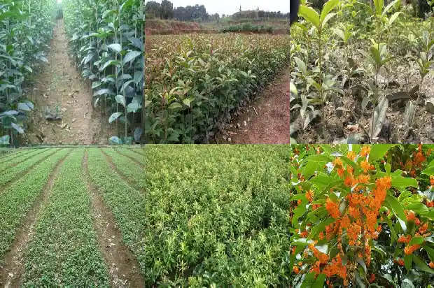 河南桂花树苗价格表最新1682732042776