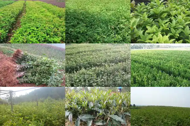 河南桂花树苗价格表最新1682732042824