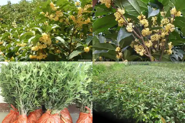 户县桂花树苗木市场地址在哪里1682732111693