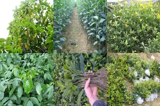户县桂花树苗木市场地址在哪里1682732111741