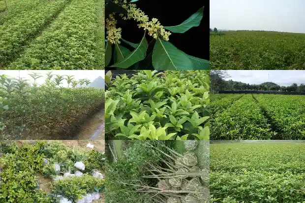 户县桂花树苗木市场地址在哪里1682732111789