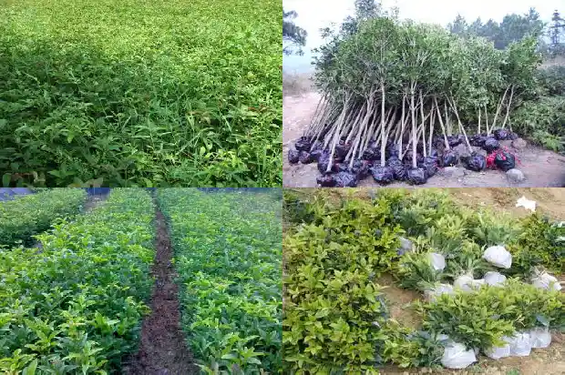 户县桂花树苗木市场在哪里啊1682732185778