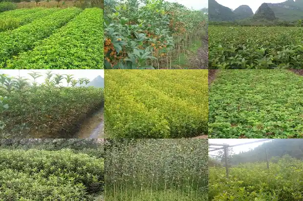桂花是凉性还是寒性1689312768400