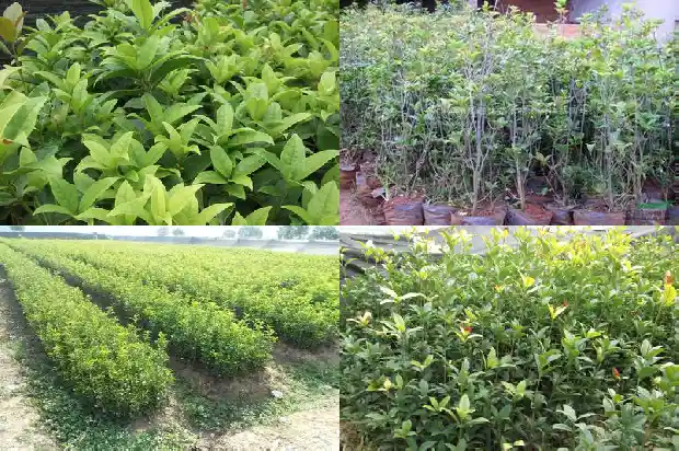 户县桂花树苗木市场在哪里啊1682732185873