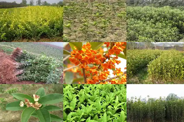 渭南桂花树苗哪里有售的1682732221094