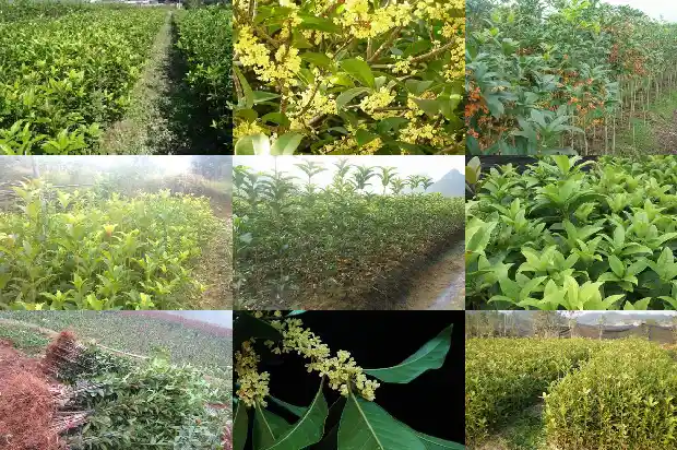 四川桂花树苗木基地有哪些1682732274504