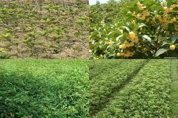 四川桂花树苗木基地有哪些1682732274551