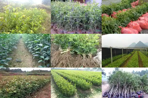 潢川桂花岭园艺场地址电话1682732389427