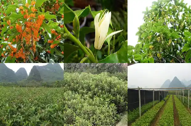 潢川桂花岭园艺场地址电话1682732389523