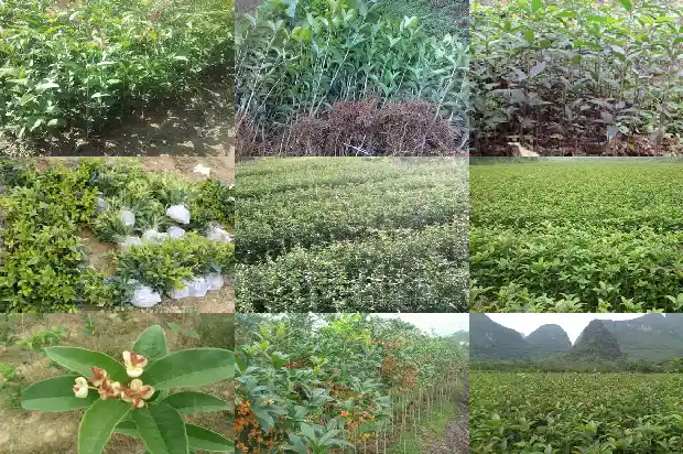 汉中桂花树最新价格行情走势分析1682732541134