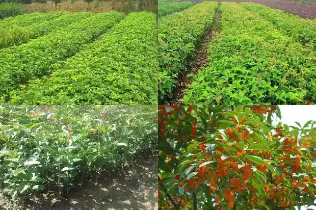 汉中桂花树最新价格行情走势分析1682732541182