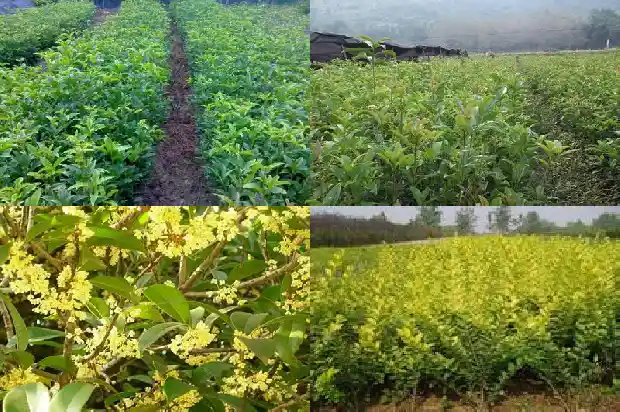 汉中桂花树苗批发基地在哪里啊1682732580857
