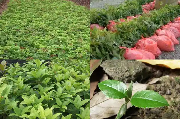 汉中桂花树苗批发基地在哪里啊1682732580953