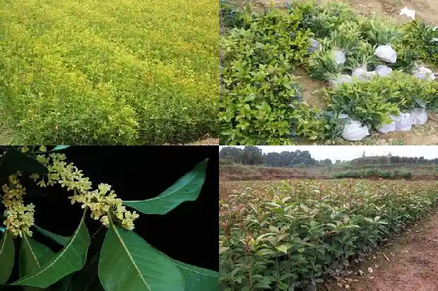 汉中桂花树苗批发基地电话号码1682732616709