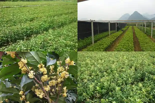 汉中桂花树苗批发基地地址电话1682732658664