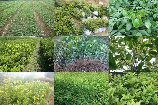 汉中桂花树苗批发基地地址电话1682732658712