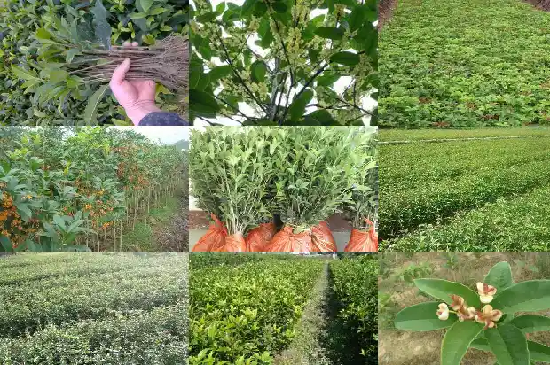 汉中桂花树苗批发基地地址电话1682732658760