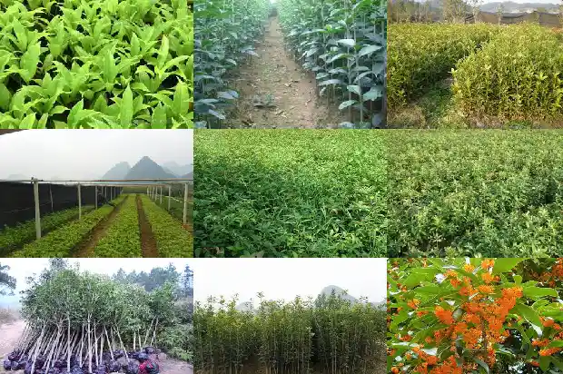 汉中桂花树苗批发基地地址电话1682732658808